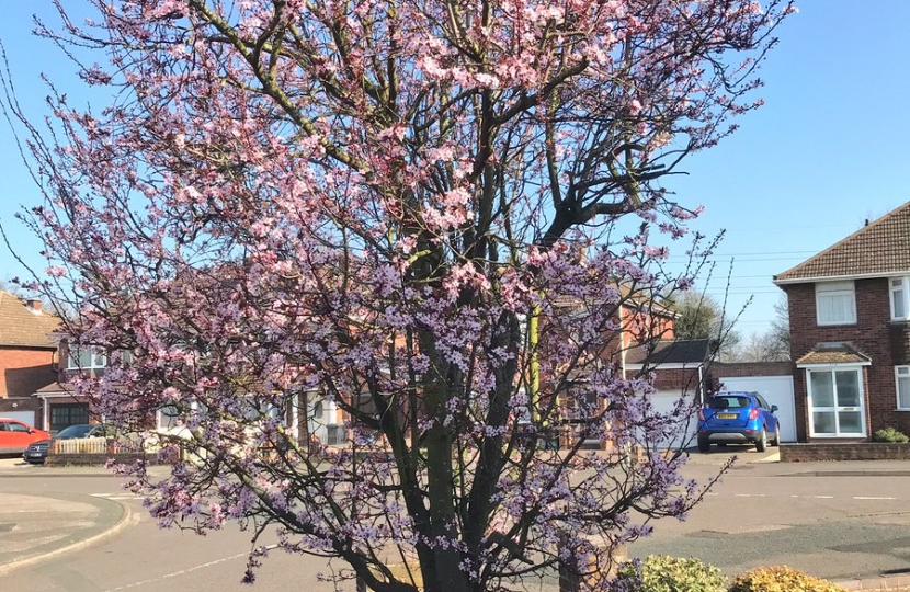 Apple Blossom 