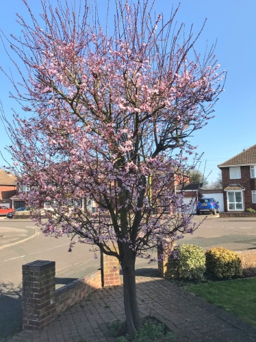 Apple Blossom 